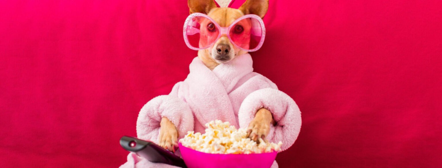 Hund ist Popcorn auf dem Sofa